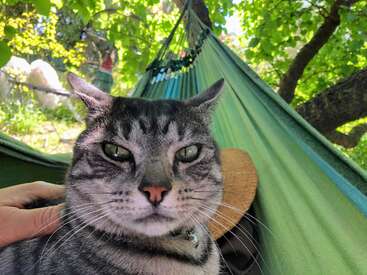 Profile photo of Cecil