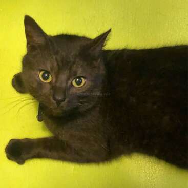 Profile photo of Smokey