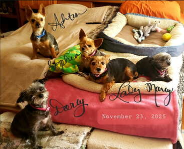 Profile photo of Ashton, Sophia, Lady, Marcy, Darcy