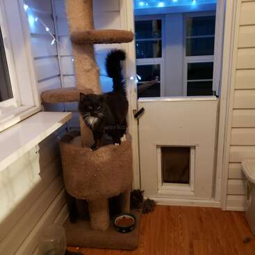 Profile photo of Athena, Whiskers, Artimus