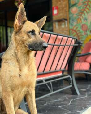 Profile photo of Orus, Maya y Duque 