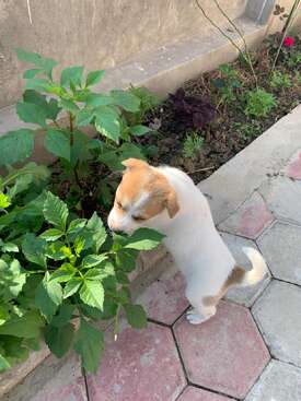 Profile photo of Laddoo
