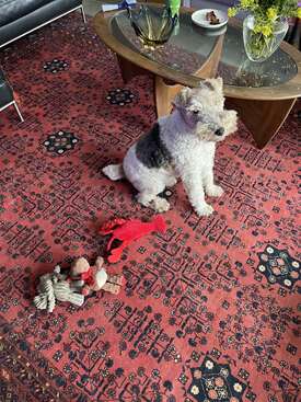 Profile photo of Alfie