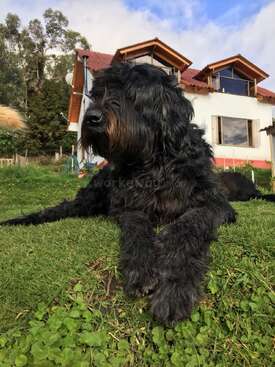 Profile photo of Dulce