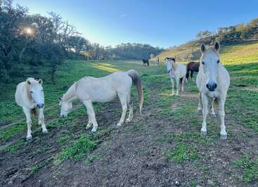 Profile photo of 9 horses too many to name