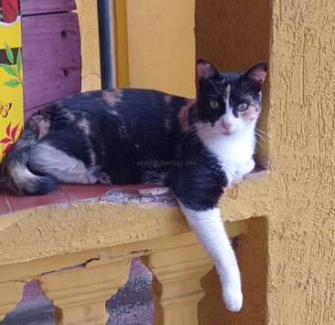 Profile photo of Luna