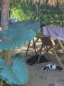 Profile photo of Gypsy Rose 