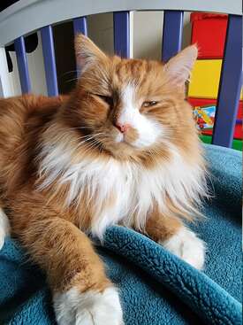 Profile photo of Rusty