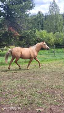 Profile photo of Serenade