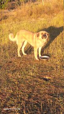 Profile photo of Mage