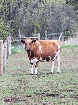 Profile photo of Annie