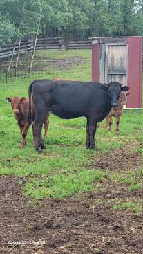 Profile photo of Waltzing Matilda