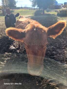 Profile photo of Mabel