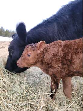 Profile photo of Rhoda