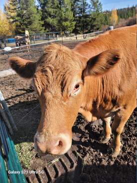 Profile photo of Amelia