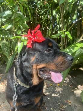 Profile photo of Rolo