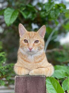 Profile photo of Oscar