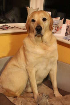 Profile photo of Bruno