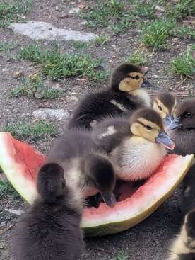 Profile photo of so many ducks