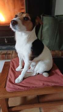 Profile photo of Stompey