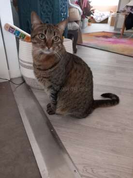 Profile photo of Tigresse 