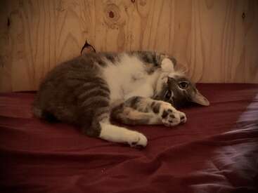 Profile photo of Twilight