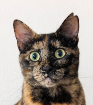 Profile photo of Bari