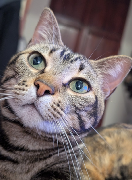 Profile photo of Kisa