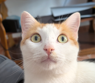 Profile photo of Dash