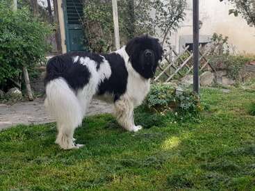 Profile photo of Enea