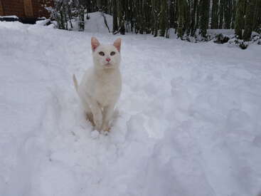 Profile photo of Pacho