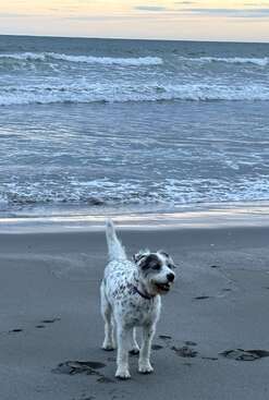 Profile photo of Dixie