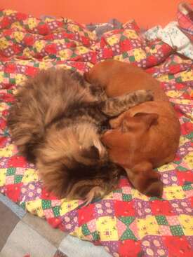 Profile photo of Roxy, Tippie