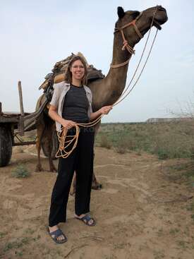 Profile photo of Camels, Cows