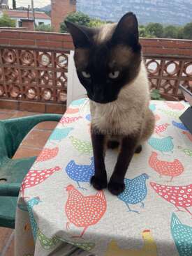 Profile photo of XUT
