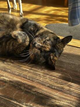 Profile photo of Scampi