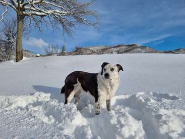 Profile photo of Virgola