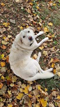 Profile photo of Punto 