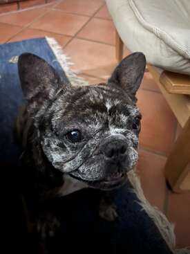Profile photo of Happy, a French Bulldog