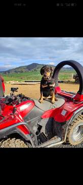 Profile photo of Bear