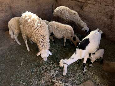 Profile photo of Family sheep 