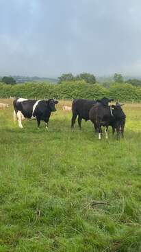 Profile photo of Merry , Pippa, Bracken And Mars 