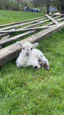 Profile photo of Sheep