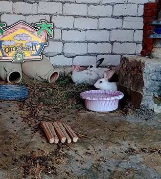 Profile photo of Rabbits