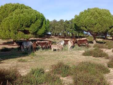 Profile photo of Donkeys