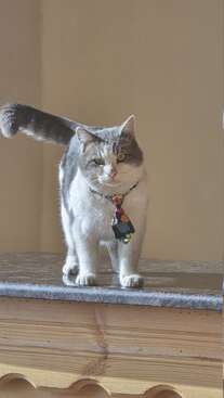 Profile photo of Duboos