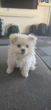 Profile photo of Shamoos