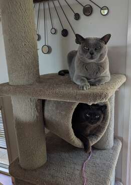Profile photo of Kiki and Maxi