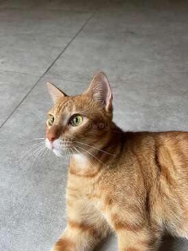 Profile photo of Tiger