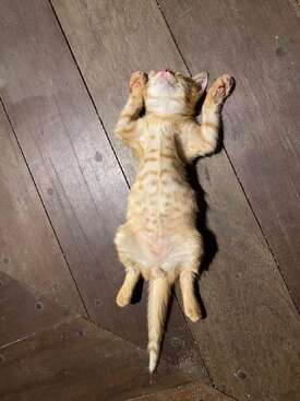 Profile photo of Pucci